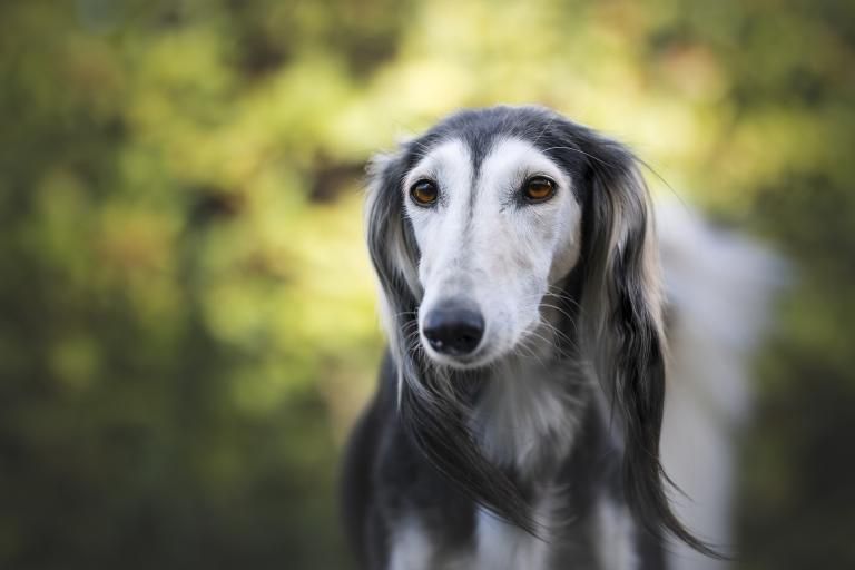 Saluki, example of the grizzle domino coat colour at the E locus