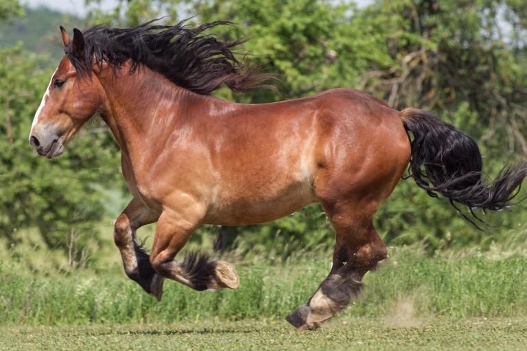 Bay horse with brown body and black mane, tail and legs