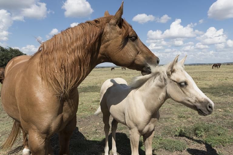 Quarter Horse, a breed affected by Androgen Insensitivity Syndrome