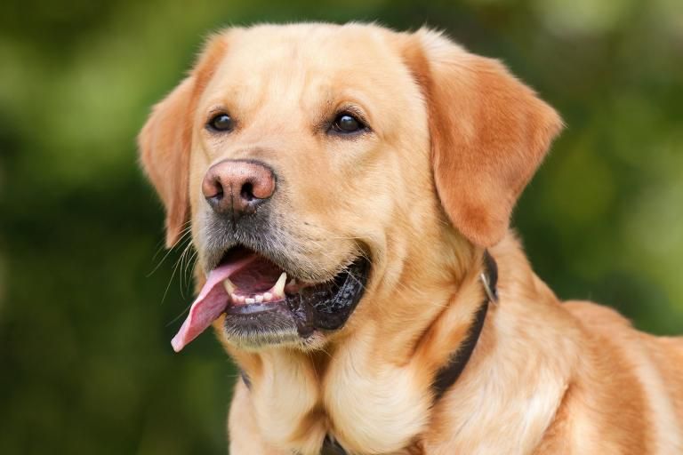 Yellow Labrador Retriever, example of the cream-red-yellow coat colour at the E locus