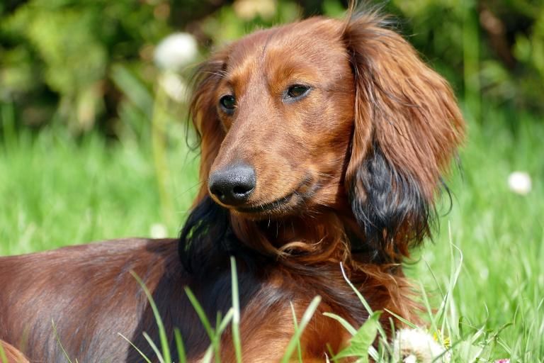 Long-haired Dachshund, a dog breed affected by progressive retinal atrophy CORD1/CRD4
