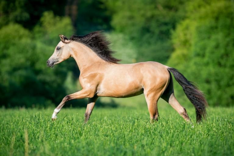 German Riding Pony, a breed affected by Cerebellar Abiotrophy