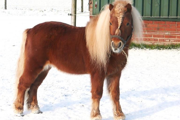 Shetland pony standing in snow, a breed affected by ACAN dwarfism