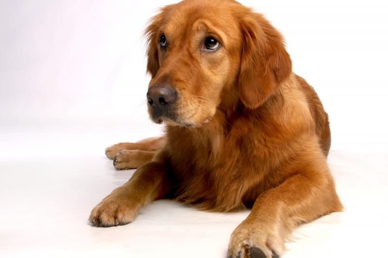 Golden Retriever, a dog breed affected by ichthyosis type ICT-A