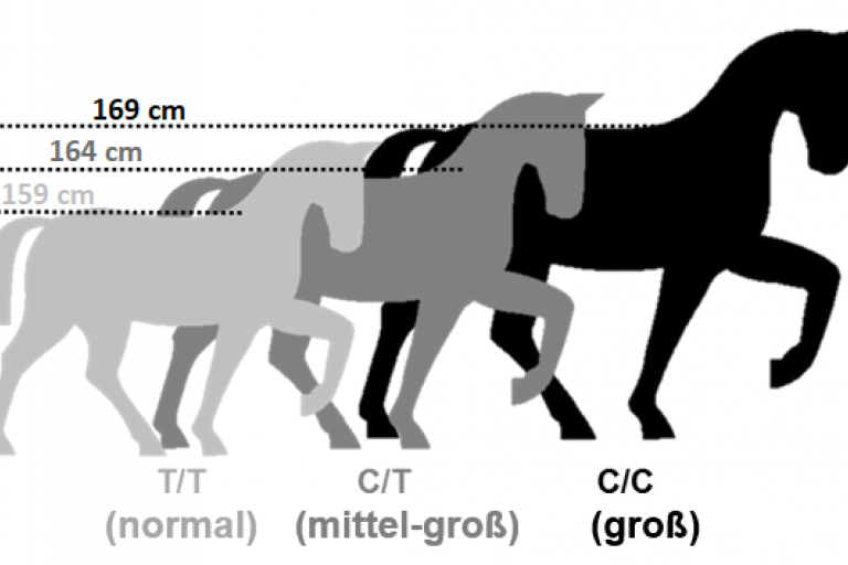 Icon-Grafik zum LCORL-Gentest für das Stockmaß beim Warmblutpferd