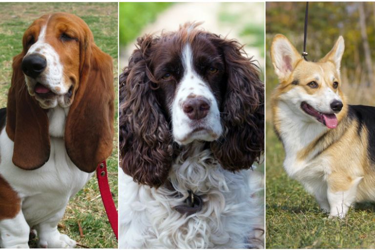 Dog, example image for breeds with increased risk of intervertebral disc disease (IVDD)