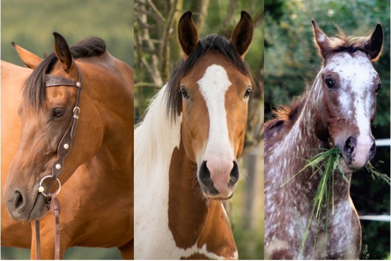 Quarter Horse, a breed affected by Hereditary Equine Regional Dermal Asthenia