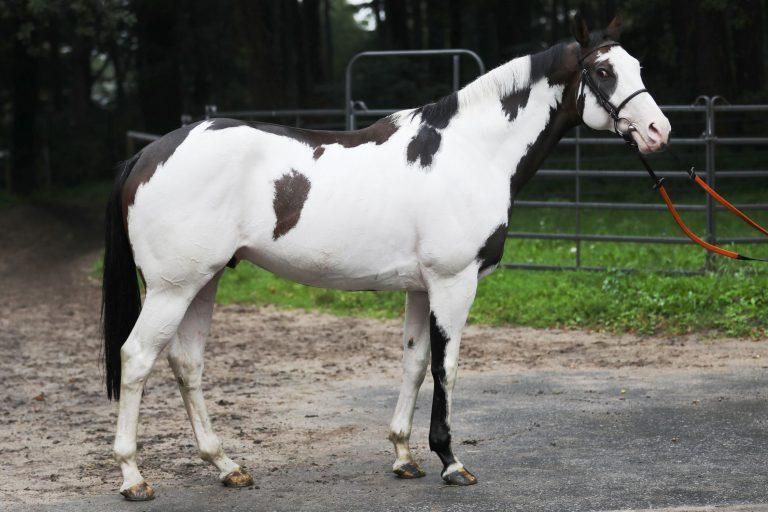 Stallion with Frame Overo pattern and two copies of the W20 variant