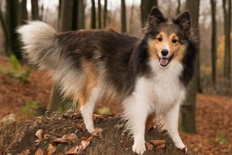 Shetland Sheepdog (Sheltie), a dog breed affected by von Willebrand disease type 3 (vWD3)