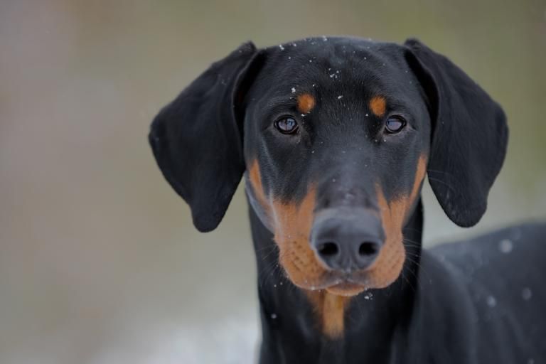 Dobermann, a dog breed affected by von Willebrand disease type 1 (vWD1)