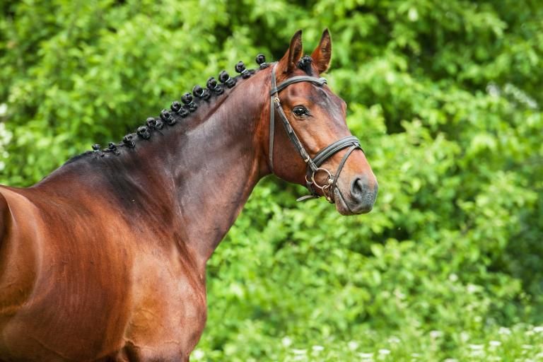 Warmblood and Thoroughbred horses, breeds affected by Warmblood Fragile Foal Syndrome