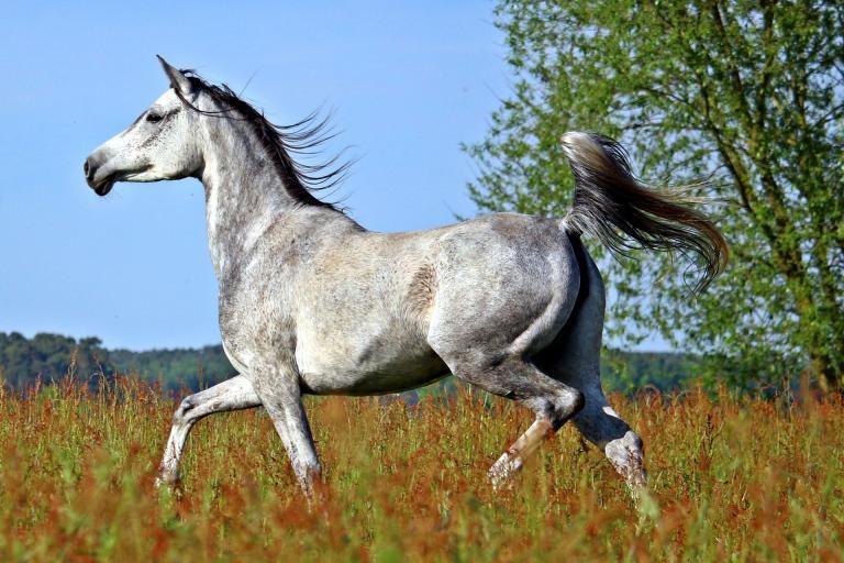 Purebred Arabian horse, a breed affected by Cerebellar Abiotrophy