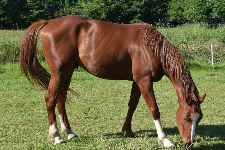 Chestnut horse with reddish coat, unaffected by the Agouti gene
