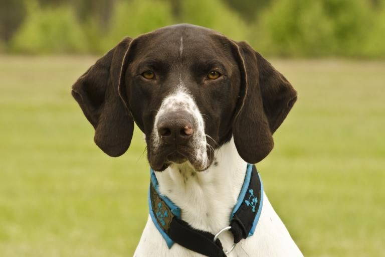 German Shorthaired Pointer, a dog breed affected by junctional epidermolysis bullosa (JEB)