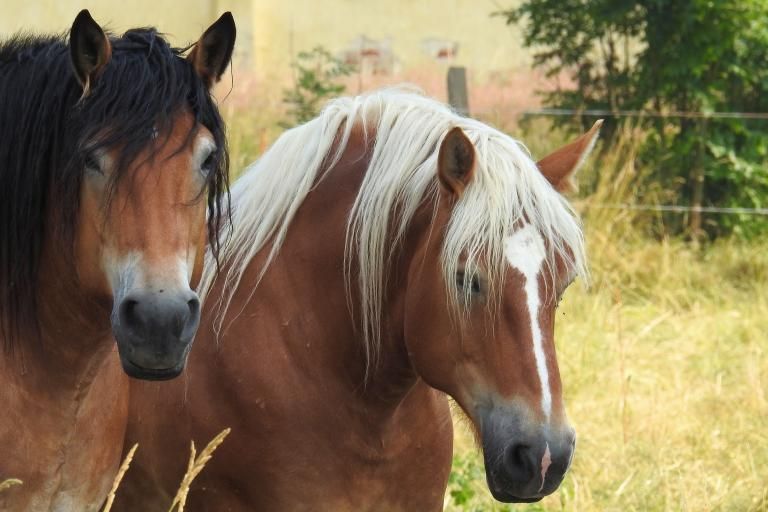 French Draft horse, a breed affected by Junctional Epidermolysis Bullosa 1