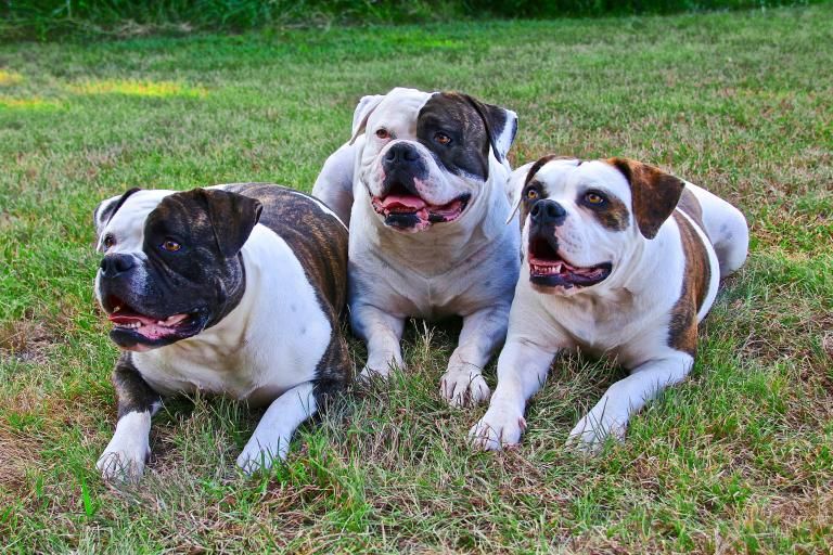 American Bulldog, a dog breed affected by neuronal ceroid lipofuscinosis type 10 (NCL10)