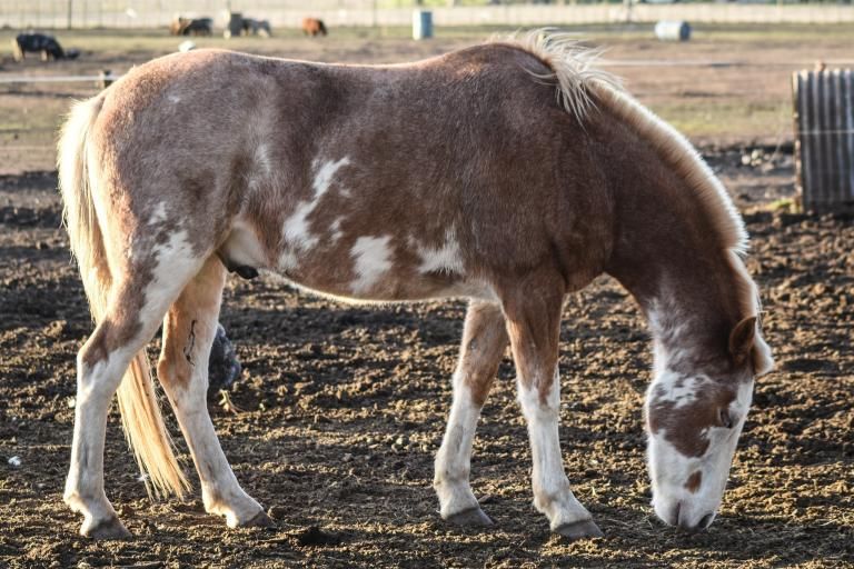 White Spotting horse with a Sabino-like pattern of irregular white patches