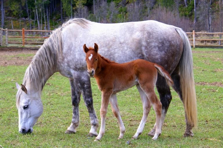Connemara Pony, the breed in which Hoof Wall Separation Disease was first identified