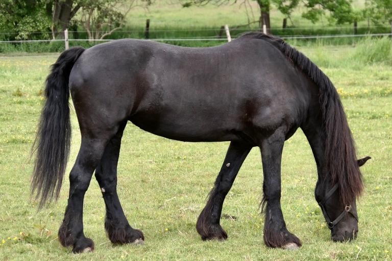 Black horse with solid black coat, homozygous recessive Agouti genotype