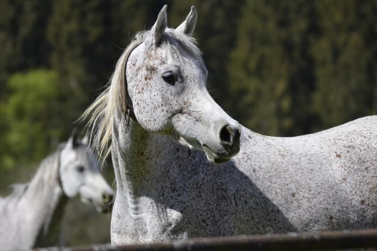 Arabian horse, a breed affected by Severe Combined Immunodeficiency