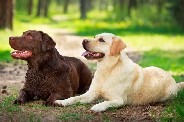 Labrador Retriever, a dog breed affected by hereditary nasal parakeratosis (HNPK)