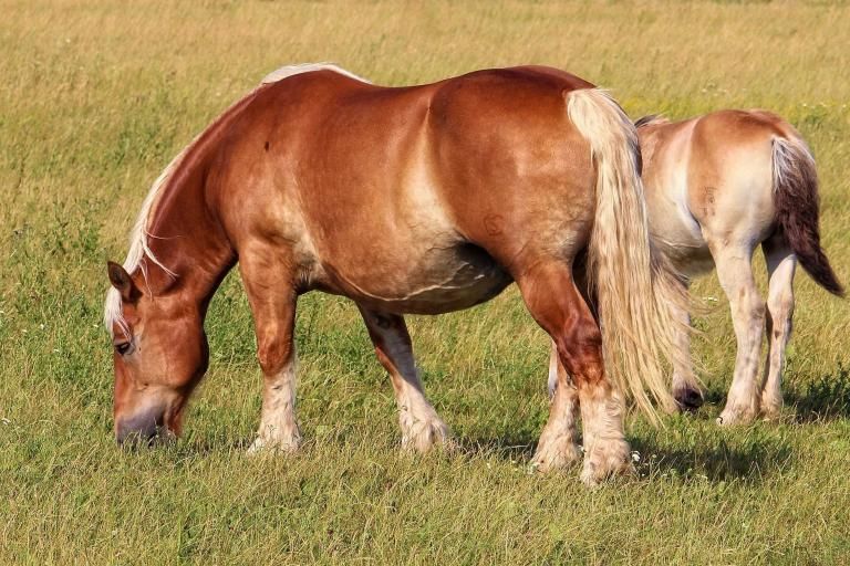 Belgian Draft horse, a breed affected by Junctional Epidermolysis Bullosa 1