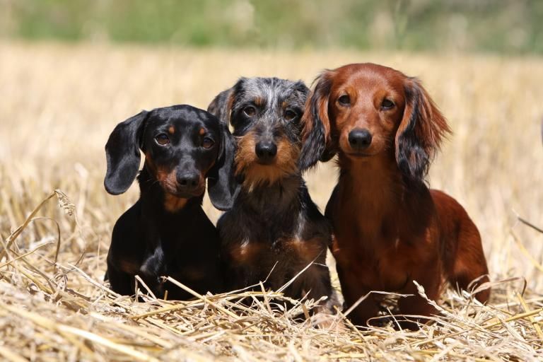 Dachshund, a dog breed affected by osteogenesis imperfecta (OI)
