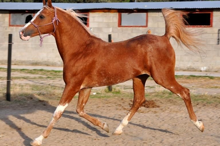 Arabian horse with White Spotting markings on legs and head from the W19 variant