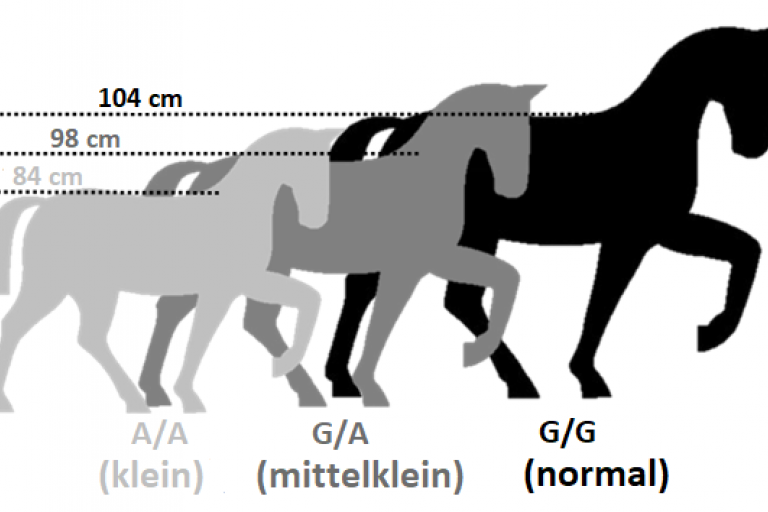 Icon-Grafik zu den drei HMGA2-Genotypen und Stockmaßgruppen beim Shetlandpony
