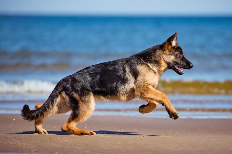 German Shepherd, a dog breed affected by leukocyte adhesion deficiency III (LAD3)