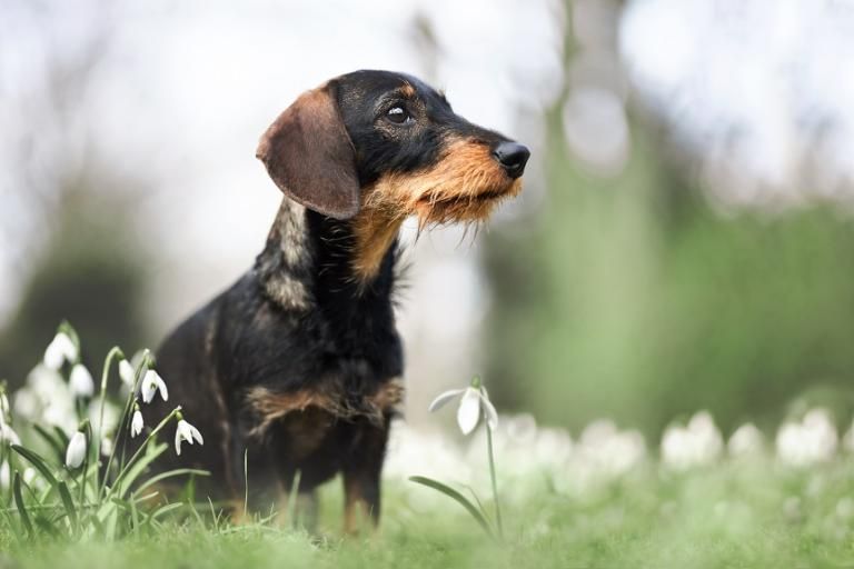 Dachshund, a dog breed affected by neuronal ceroid lipofuscinosis type 1 (NCL1)