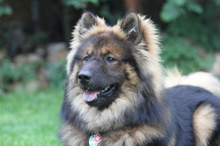 Eurasier, a dog breed affected by DWLM (dwarfism-like syndrome)