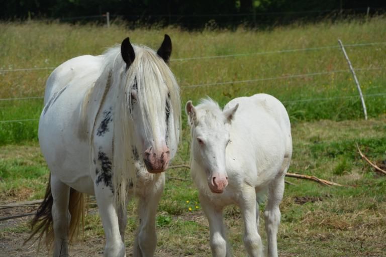 White Spotting mare with foal, an almost fully white coat from a W variant